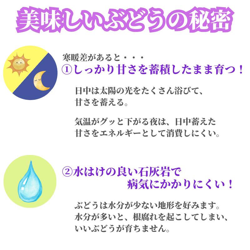 【ふるさと納税】のてちゃんぶどう園 ピオーネ 約2kg 3～4房 【先行予約 9月中旬から順次発送】 2