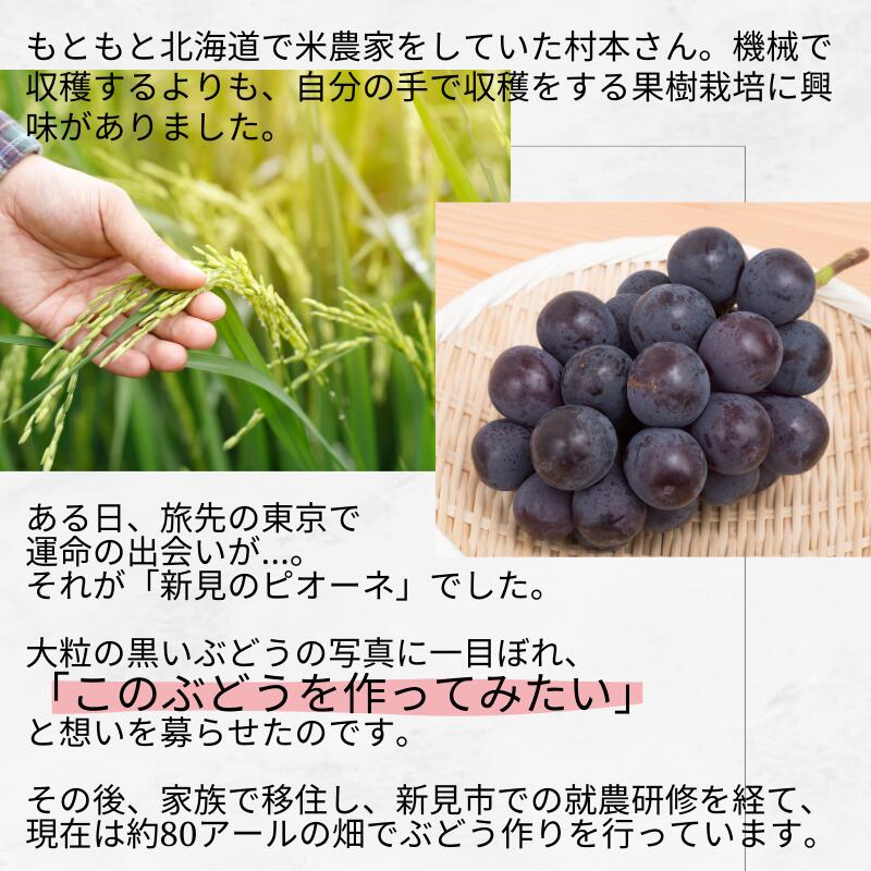 【ふるさと納税】村本ぶどう園 ピオーネ 約2kg 3〜4房 【先行予約 9月中旬から順次発送】 3