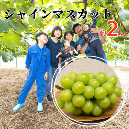 村本ぶどう園 シャインマスカット 約2kg 3〜4房 【先行予約 10月上旬から順次発送】