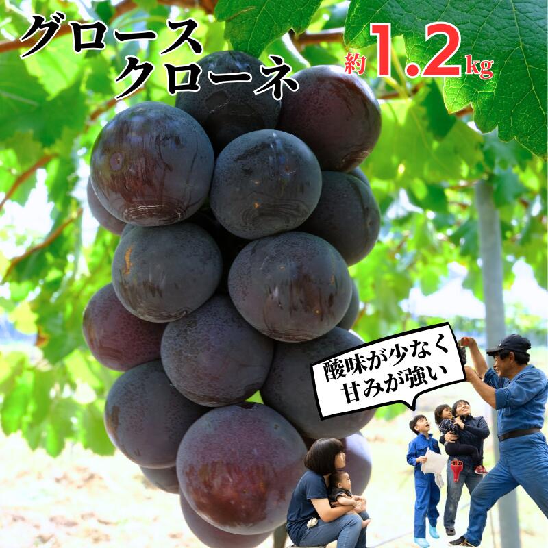 ぶどう グロースクローネ 約1.2kg 2房 村本ぶどう園 [ 先行予約 9月中に順次発送]