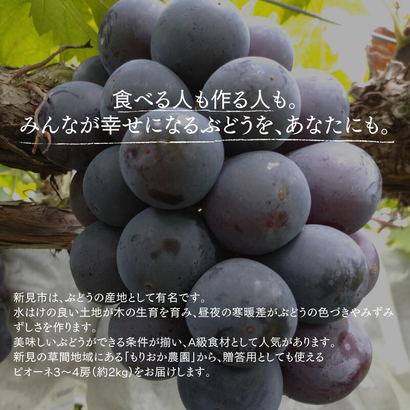 【ふるさと納税】ピオーネ 約 2kg 3〜4房 厳選 もりおか農園 よろこび ぶどう 岡山 【 先行予約 9月上旬から順次発送】