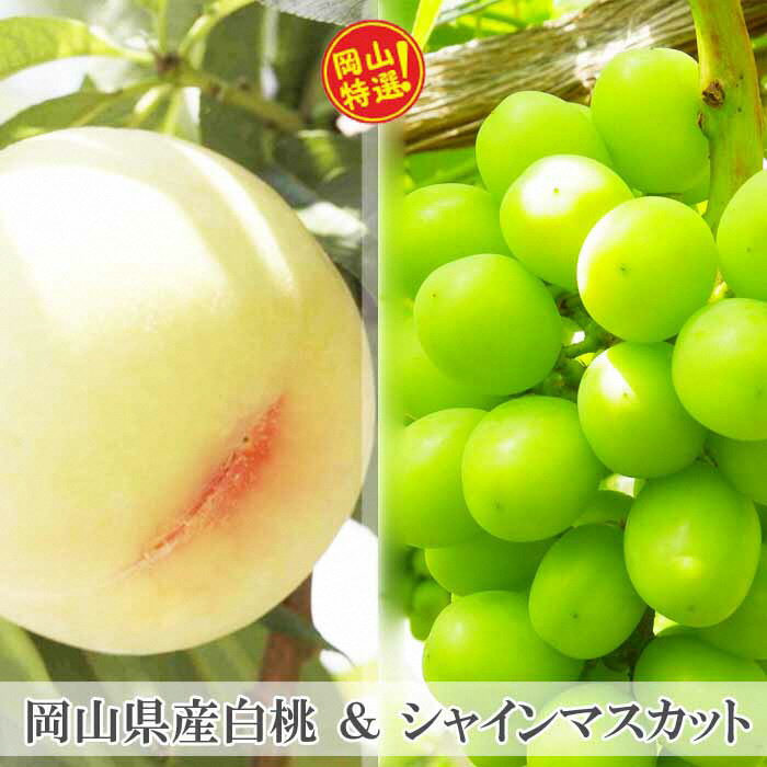 白桃 ぶどう シャインマスカット 岡山県産 約1kg セット