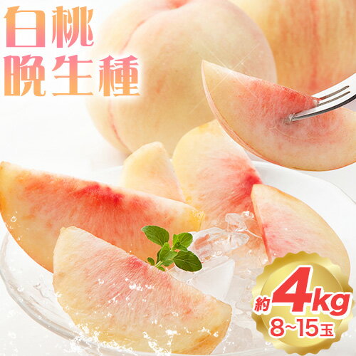 【ふるさと納税】【2025年産 先行受付】白桃 桃 もも 岡山県産 ロイヤル 晩生種 約4kg (8〜15玉) 土方商店《2025年8月上旬-2025年8月末頃出荷》岡山県 備前市 送料無料 果物 フルーツ 名産 モモ 晩生品種 お取り寄せフルーツ
