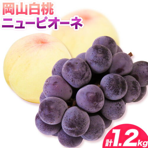 白桃 ニューピオーネ 計1.2kg 桃 2玉 ぶどう 1房 《7月上旬-8月上旬頃出荷予定》先行予約 岡山県産