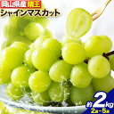 フルーツ 果物 マスカット 岡山県産 シャインマスカット ぶどう 晴王 約 2kg 2房 ~ 5房《8月上旬-11月下旬頃出荷》土方商店 岡山県 備前市 葡萄 送料無料