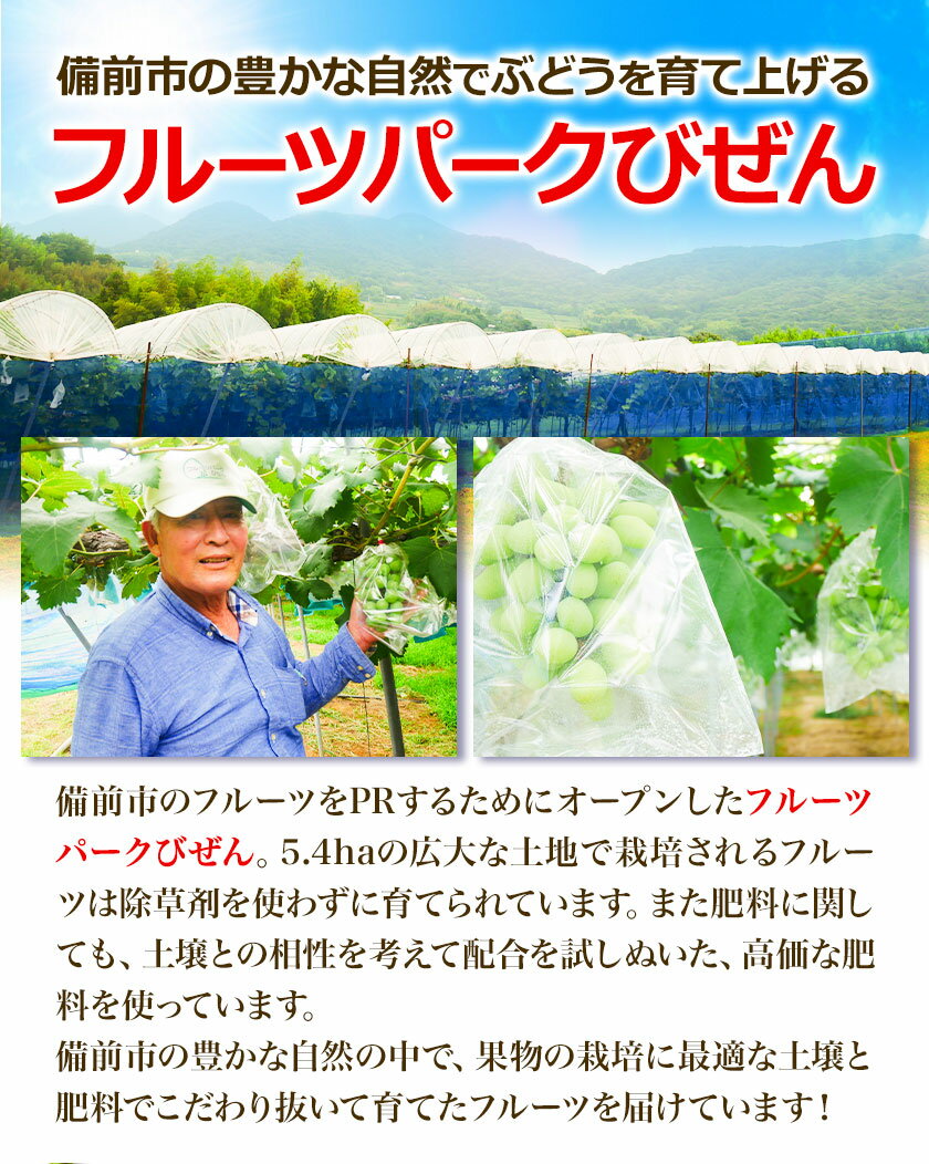 【ふるさと納税】ぶどう【2025年発送】岡山県備前市産 樹上完熟「紫苑」（ハウス栽培）1房 《10月中旬-11月下旬頃出荷》株式会社フルーツパーク備前 岡山県 備前市 葡萄 フルーツ 紫苑 果物