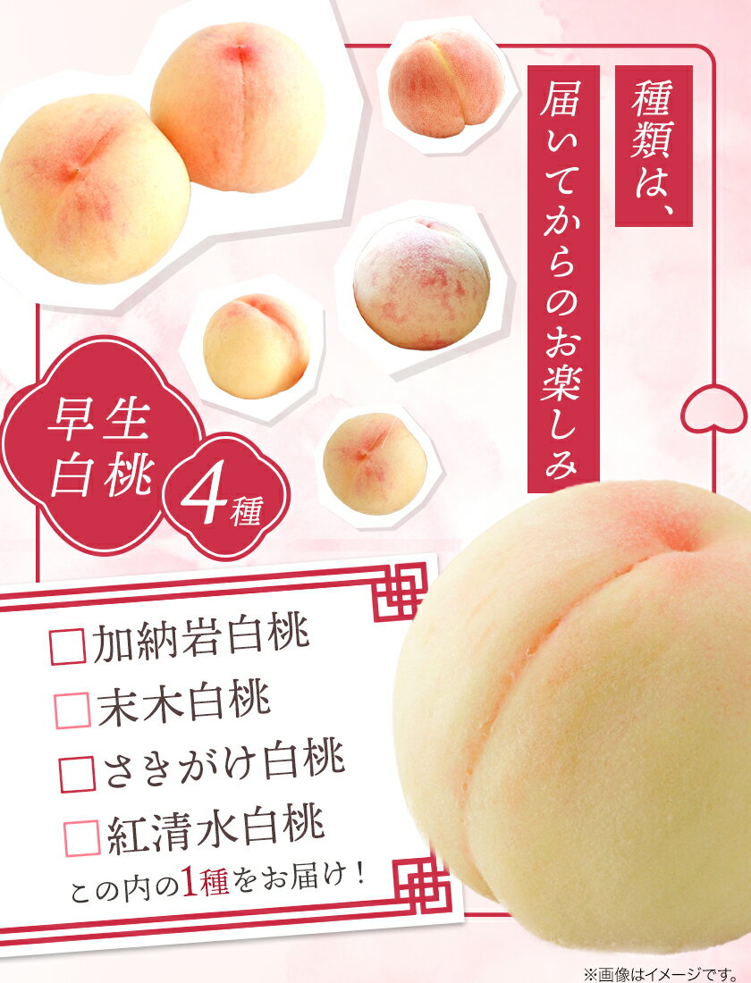 【ふるさと納税】【2025年発送】岡山県備前市産 樹上完熟白桃 早生4品種のうち1品種 選べる内容量 約0.9kg 約4kg フルーツパークびぜん 《6月下旬-7月上旬頃出荷》岡山県 備前市 岡山白桃 さきがけ白桃 加納岩白桃 紅清水白桃 末木白桃 桃 もも モモ フルーツ 果物