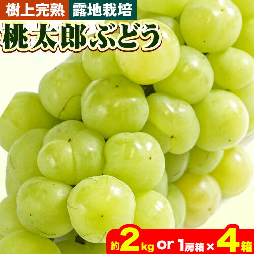 【ふるさと納税】ぶどう【2024年発送】岡山県備前市産 樹上完熟 桃太郎ぶどう(露地栽培) 選べる内容量 約2kg 1房箱×4箱 フルーツパークびぜん《8月上旬-9月下旬頃出荷》岡山県 備前市 桃太郎ぶどう 桃太郎 ぶどう 露地栽培 葡萄 フルーツ 果物