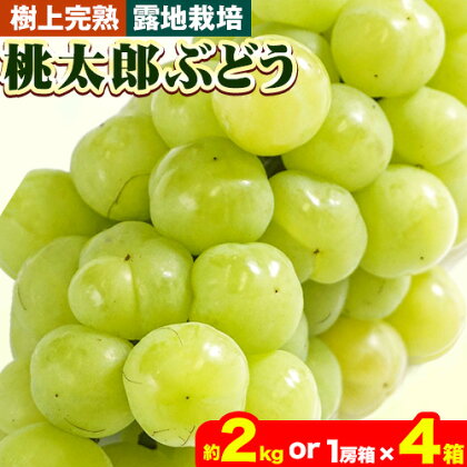 ぶどう【2024年発送】岡山県備前市産 樹上完熟 桃太郎ぶどう(露地栽培) 選べる内容量 約2kg 1房箱×4箱 フルーツパークびぜん《8月上旬-9月下旬頃出荷》岡山県 備前市 桃太郎ぶどう 桃太郎 ぶどう 露地栽培 葡萄 フルーツ 果物