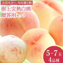 【ふるさと納税】【2026年発送】岡山県備前市産 樹上完熟白桃 贈答用セット 約1.5kg(5~7玉目安)×4回発送《6月下旬‐7月頃出荷》フルーツパーク備前 岡山県 備前市
