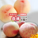 【ふるさと納税】【2026年発送】岡山県備前市産 樹上完熟白桃 さきがけ・加納岩白桃のうち1品種 約1.2kg フルーツパークびぜん《6月下旬‐7月上旬頃出荷》岡山県 備前市 岡山白桃 さきがけ白桃 加納岩白桃 桃 もも モモ フルーツ 果物
