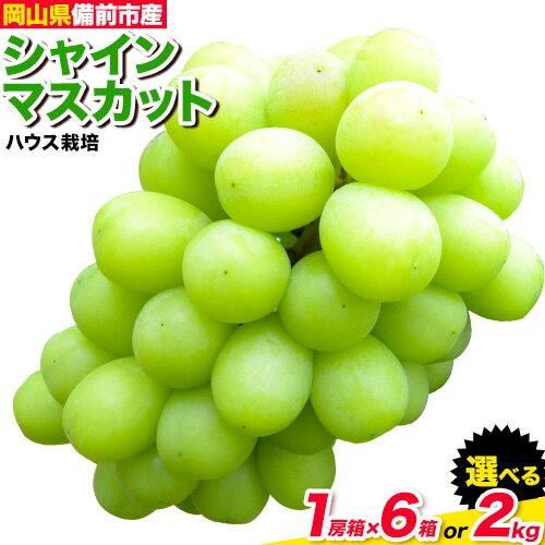 ぶどう[2024年発送]岡山県備前市産 樹上完熟 シャインマスカット(ハウス栽培) 選べる内容量 1房箱×6箱 約2kg フルーツパークびぜん[8月上旬-9月下旬頃出荷]岡山県 備前市 樹上完熟 シャインマスカット マスカット ハウス栽培 葡萄 フルーツ 果物