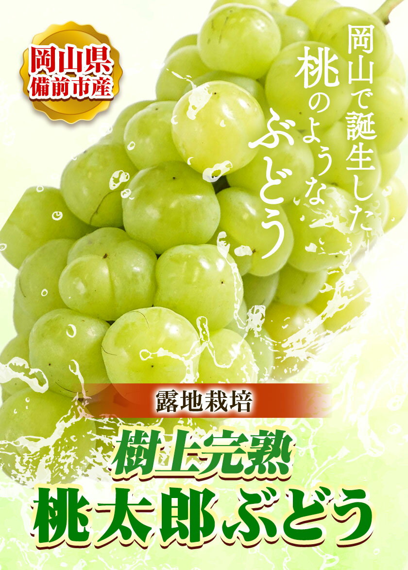 【ふるさと納税】ぶどう【2025年発送】岡山県備前市産 樹上完熟 桃太郎ぶどう(露地栽培) 選べる内容量 約2kg 1房箱×4箱 フルーツパークびぜん《8月中旬-10月中旬頃出荷》岡山県 備前市 桃太郎ぶどう 桃太郎 ぶどう 露地栽培 葡萄 フルーツ 果物