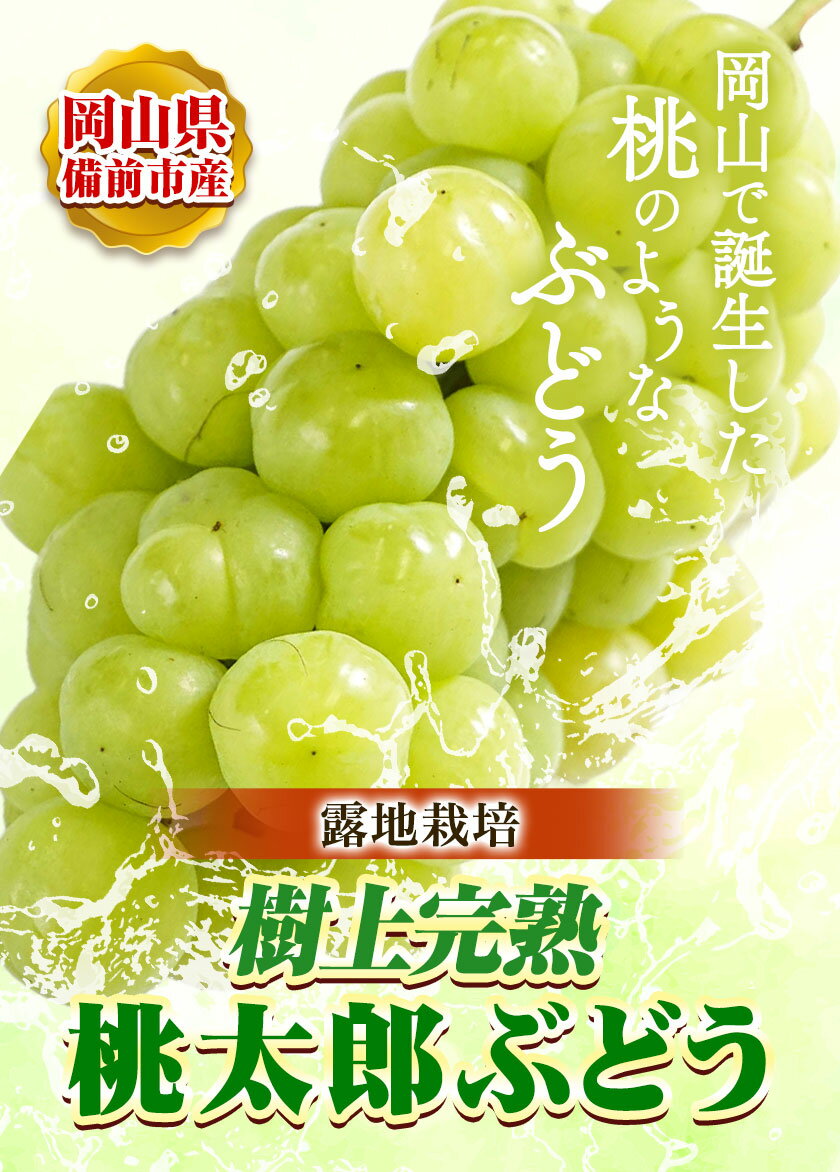 【ふるさと納税】ぶどう【2024年発送】岡山県備前市産 樹上完熟 桃太郎ぶどう(露地栽培) 選べる内容量 約2kg 1房箱×4箱 フルーツパークびぜん《8月上旬-9月下旬頃出荷》岡山県 備前市 桃太郎ぶどう 桃太郎 ぶどう 露地栽培 葡萄 フルーツ 果物