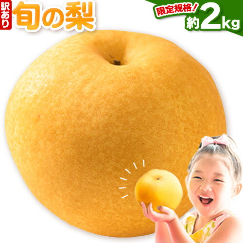 [2025年発送]限定規格! 岡山県産 訳あり 旬の梨 約2kg (2〜4玉)[10月下旬-1月末頃出荷予定]梨 なし ナシ 果物 くだもの フルーツ お歳暮 ギフト 岡山県 備前市 新高梨 王秋梨 鴨梨 愛宕梨