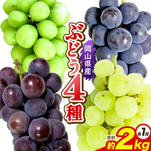 ぶどう 岡山県産ぶどう4種セット シャインマスカット1房 ピオーネ1房 オーロラブラック1房 瀬戸ジャイアンツ1房 約2kg(4房) 株式会社あいたいよう [9月上旬-9月下旬頃出荷]岡山県 備前市 シャインマスカット ピオーネ オーロラブラック 瀬戸ジャイアンツ