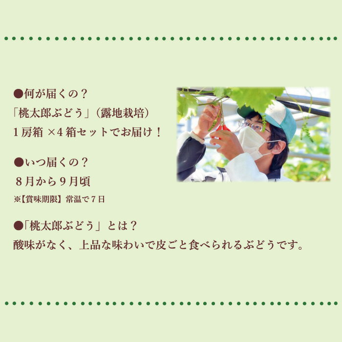 【ふるさと納税】【2024年発送】岡山県備前市産　樹上完熟「桃太郎ぶどう」（露地栽培）1房箱×4箱セット