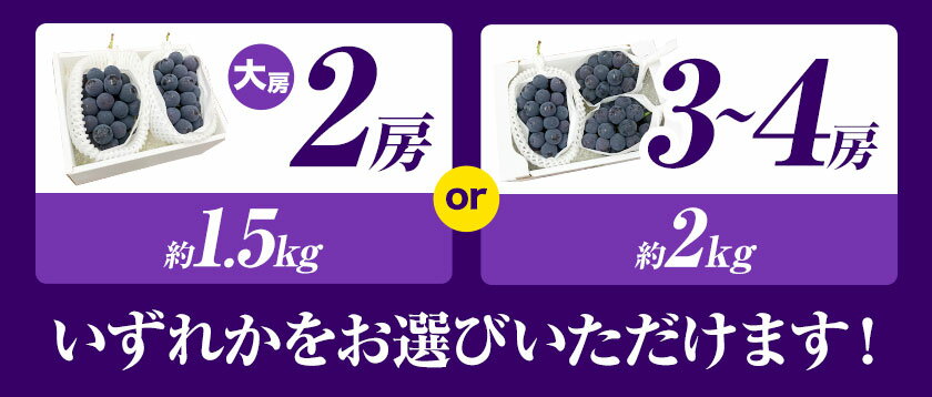 【ふるさと納税】ぶどう 岡山県産【秀品】ニューピオーネ 選べる内容量 大房2房(約1.5kg) 約2kg(3〜4房) 梅木商店《8月上旬-10月末頃出荷》岡山県 備前市 ぶどう 葡萄 秀品