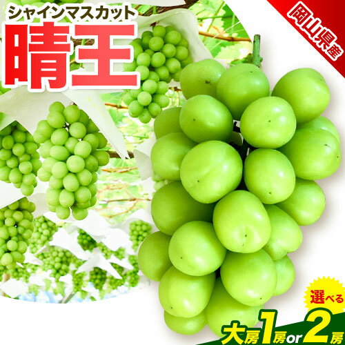 【ふるさと納税】ぶどう 岡山県産 【秀品】シャインマスカット晴王 大房 選べる内容量 1房(800g前後) 2房(約1.4kg) 梅木商店《8月上旬-11月末頃出荷》岡山県 備前市 ぶどう 葡萄のサムネイル