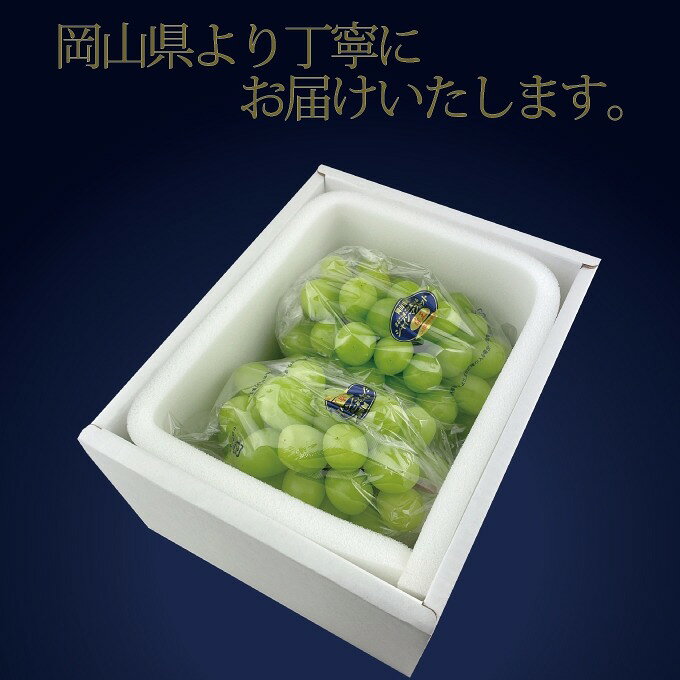 【ふるさと納税】ぶどう 2026年 先行予約 9月・10月発送 高級品 シャインマスカット 晴王 2房 約1.4kg ブドウ 葡萄 岡山県産 船穂産 フルーツ 果物 ギフト f332127-setouchi-10001959 岡山県瀬戸内市 サンプル画像2