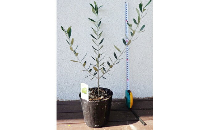 オリーブの植え替え時期と方法 枯れないコツをご紹介 暮らし の
