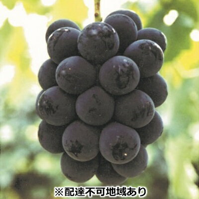 【ふるさと納税】●先行予約受付●ご家庭用　オーロラブラック　約2kg　【果物・ぶどう・フルーツ・果物類】　お届け：2020年9月上旬〜2020年10月上旬
