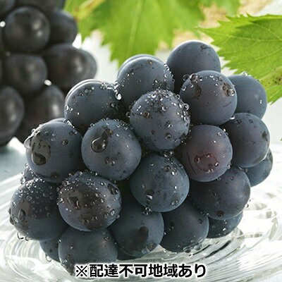 【ふるさと納税】ぶどう 2025年 先行予約 ニュー ピオーネ 約700g×2房 ブドウ 葡萄 岡山県 瀬戸内市産 国産 フルーツ 果物 ギフト お届け:2025年7月中旬から2025年7月下旬
