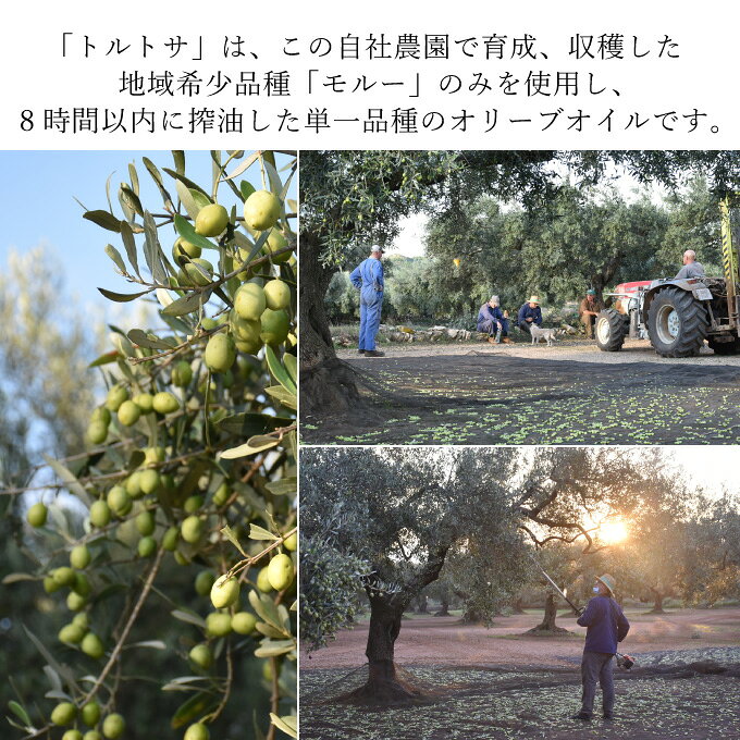 【ふるさと納税】 オリーブオイル エキストラバージン オリーブ オイル トルトサ 1本入箱×5セット 調味料 油 オリーブ油 食用油 ギフト セット お届け：入金確認後、約2週間〜1ヶ月でお届けします。 f332127-setouchi-10000047 岡山県瀬戸内市 サンプル画像3