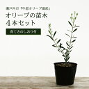 【ふるさと納税】オリーブの苗木4本セット　【植物】