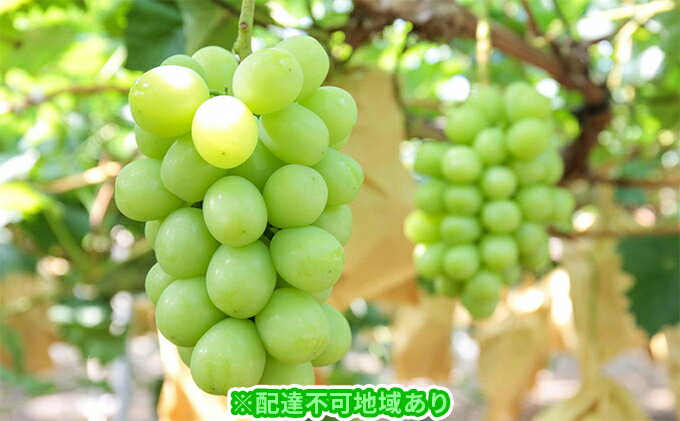 【ふるさと納税】ぶどう 2026年 先行予約 モリ旬 シャイン マスカット 晴王 約700g×1房 ブドウ 葡萄 岡山県産 国産 フルーツ 果物 ギフト 果物類 シャインマスカット 　お届け：2026年9月中旬～2026年10月下旬