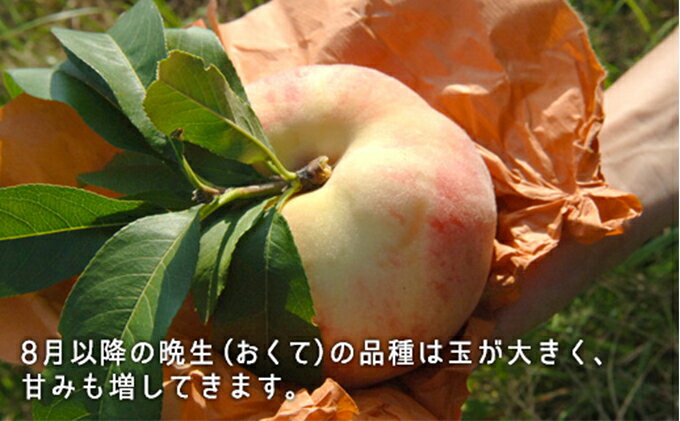 【ふるさと納税】桃 2025年 先行予約 白桃 晩生種 大玉 約2.2kg 6～7玉 もも モモ 岡山県産 国産 フルーツ 果物 ギフト 果肉 　お届け：2025年8月上旬～2025年9月中旬