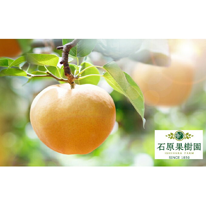 【ふるさと納税】梨 2025年 先行予約 あたご梨 4~9玉 合計約4kg 化粧箱 ナシ なし 岡山県産 国産 フルーツ 果物 ギフト 石原果樹園 お届け:2025年11月15日~2025年12月20日