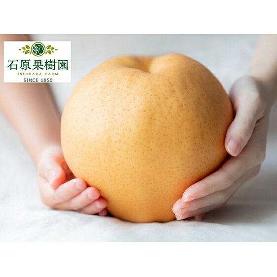 梨 2025年 先行予約 備前横綱梨(あたご梨) 2玉 (1玉1〜1.4kg)贈答箱 ナシ なし 岡山県産 国産 フルーツ 果物 ギフト 石原果樹園 お届け:2025年11月15日〜2025年12月20日