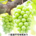 【ふるさと納税】ぶどう 2025年 先行予約 黒川農園 自慢 ! の 大粒 大房 シャイン マスカット 1房 800g以上 ブドウ 葡萄 岡山県産 国産 フルーツ 果物 ギフト お届け:2025年9月中旬~2025年10月下旬