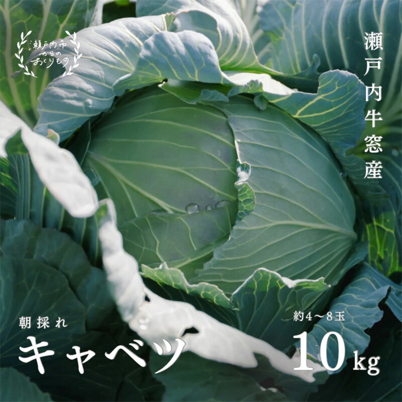 【ふるさと納税】瀬戸内 牛窓産 キャベツ 約10kg（4～8玉） 野菜　【野菜 岡山県産】　お届け：2023年12月中旬～2024年5月上旬 ※年末と1月の出荷対応はしていません。