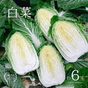 【ふるさと納税】 瀬戸内 牛窓産 白菜 約15kg（5〜6玉）　【野菜・白菜・約15kg】　お届け：2022年12月中旬〜2023年3月下旬 ※年末年始の出荷対応はしていません。