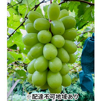 【ふるさと納税】ぶどう 2025年 先行予約 シャイン マスカット 3房 合計2kg以上 ブドウ 葡萄 岡山県産 国産 フルーツ 果物 ギフト 河本..