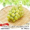 【ふるさと納税】ぶどう 2026年 先行予約 マスカット・オブ・アレキサンドリア 特秀品 1房(1房700g以上)化粧箱入り 葡萄 岡山県産 国産 フルーツ 果物 ギフト 果実 上品 高級  お届け:2026年6月中旬~2026年8月下旬