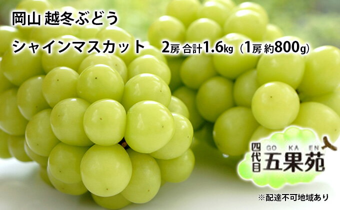 【ふるさと納税】越冬 ぶどう シャイン マスカット 2房 合計1.6kg（1房 約800g）岡山県産 四代目 五果苑 果物 フルーツ デザート 樹上 完熟 平均糖度20度 減農薬 種なし 皮ごと 　お届け：2024年11月下旬～2025年4月下旬