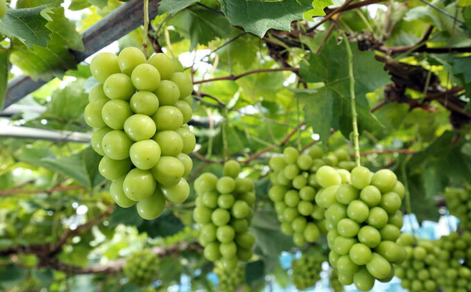 【ふるさと納税】ぶどう 2025年 先行予約 つる付き シャイン マスカット 晴王 1房 680g以上（ハウス栽培） ブドウ 葡萄 岡山県産 国産 フルーツ 果物 ギフト　 果物 フルーツ 岡山の葡萄 　お届け：2025年7月上旬～2025年8月上旬