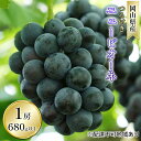 【ふるさと納税】ぶどう 2025年 先行予約 つる付き ニュー ピオーネ 1房 680g以上(露地栽培) ブドウ 葡萄 岡山県産 国産 フルーツ 果物 ギフト 岡山の葡萄 お届け:2025年9月上旬~2025年10月中旬(4)