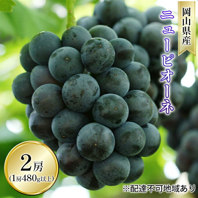 【ふるさと納税】ぶどう 2025年 先行予約 ニュー ピオーネ 2房(1房 480g以上 露地栽培) ブドウ 葡萄 岡山県産 国産 フルーツ 果物 ギフト 岡山の葡萄 お届け:2025年9月上旬~2025年10月中旬