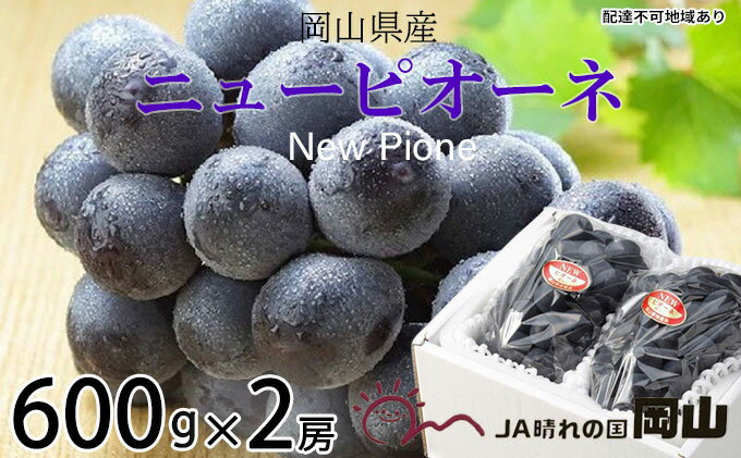 【ふるさと納税】ぶどう 2025年 先行予約 ニュー ピオーネ 約600g×2房 8月下旬～10月上旬発送 ブドウ 葡萄 岡山県産 国産 フルーツ 果物 ギフト 岡山の葡萄 デザート 食後 　お届け：2025年8月下旬～2025年10月上旬