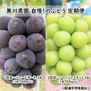 15位! 口コミ数「0件」評価「0」ぶどう 2024年 先行予約 定期便 2回 先行予約 黒川農園 自慢！の 大粒 大房 ニューピオーネ 3房 シャインマスカット 3房 （各1･･･ 