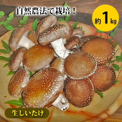【ふるさと納税】【2026先行予約】生しいたけ 約1kg 菌床栽培 自然農法 野菜 きのこ 旨味 濃厚 肉厚 肉厚しいたけ 食感 自然に近い環境 歯ごたえ バーベキュー 食べ物 食材 日本産 国産 国産野菜 　お届け：2026年1月上旬～2026年4月下旬