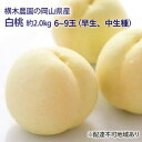 【ふるさと納税】桃 2025年 先行予約 岡山の 白桃 (早生、中生種)約2.0kg 6〜9玉 もも モモ 岡山県産 国産 フルーツ 果物 ギフト 横木農園 デ...