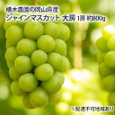 【ふるさと納税】ぶどう 2025年 先行予約 シャイン マスカット 大房1房 約800g 贈答用 ブドウ 葡萄 岡山県産 国産 フルーツ 果物 ギフト 横木農園...