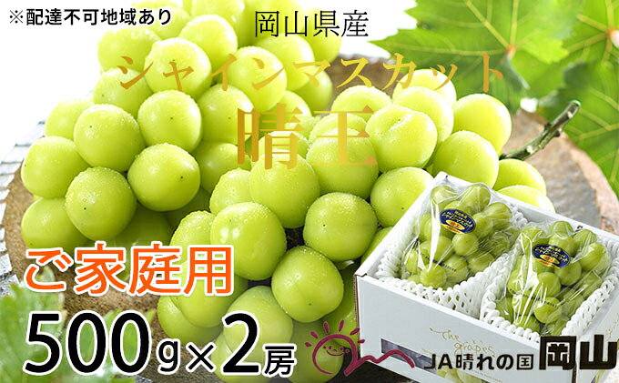 【ふるさと納税】ぶどう 2026年 先行予約 ご家庭用 シャイン マスカット 晴王 約500g×2房 ブドウ 葡萄 岡山県産 国産 フルーツ 果物 岡山のぶどう 旬のフルーツ 旬の果物 大粒 種無し 　お届け：2026年8月下旬〜2026年11月下旬 f332127-setouchi-10001362 岡山県瀬戸内市 サンプル画像2
