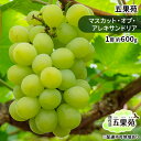 【ふるさと納税】ぶどう 2025年 先行予約 マスカット・オブ・アレキサンドリア 1房 約600g ぶどう フルーツ 果物 贈り物 ギフト 岡山 五果苑  お届け:2025年9月中旬~2025年11月上旬