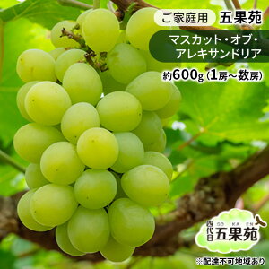 【ふるさと納税】ぶどう 2025年 先行予約 ご家庭用 マスカット・オブ・アレキサンドリア 約600g(1房~数房) ぶどう フルーツ 果物 岡山 五果苑 お届け:2025年9月中旬~2025年10月上旬